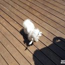 개들의왕국 이미지