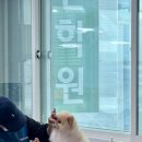 개인정애견샵 이미지