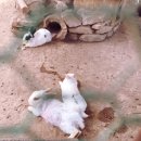 구강목장 이미지