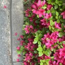 미력양탕 이미지