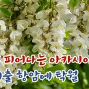 5월에 피어나는 아카시아꽃 효소 만들어 볼까요 독소배출 위장병 감기 기관지염 피부병 항암등에 탁월한 효과 이미지