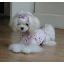 여시발바닥 이미지