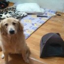 댕댕이집 이미지