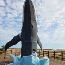 광문할인마트(6220) | 영덕 고래불 야영장 카라반:) 카라반9번 이용후기 예약사이트, 할인정보, 주변정보