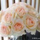 스윗스노우