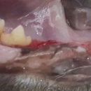 블루동물종합병원 이미지