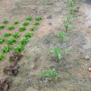 운모농장 이미지