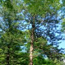 정보통 박선원의원 깜짝 발언! 윤석열 친구 김앤장출신 서석구변호사와 조희대랑! 이미지