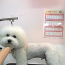 펫을 부탁해 이미지