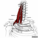 흉쇄유돌근·사각근 근막이완 테크닉 목 통증을 볼 때 함께 확인해야 할 근육 이미지