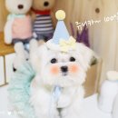똥꼬 발랄 펫샵 이미지