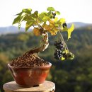 댕댕이숲 이미지