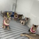 김포고양이가정분양 라라캣츠 이미지