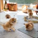 캣스토리 이미지