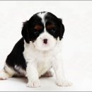 멍샵 강아지분양 인천본점 이미지