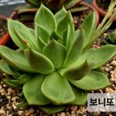 보니또
