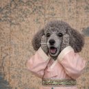 용산-현장-1861 | 국립중앙박물관 가면 꼭 보세요｜대동여지도 초대형 지도 + 블랙핑크 전시