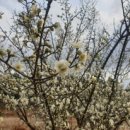 보담애월 이미지