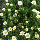 신기한 명리학 (기초) 이미지