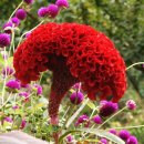 맨드라미농장 이미지