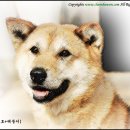 맹호 이미지