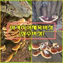 아카시아 재목버섯(장수버섯) 이미지