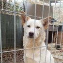 똥강아지 이미지