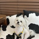 제주개과점 이미지