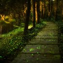 반딧불이 이미지