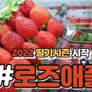 로즈애플 이미지