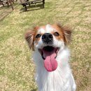 강아지세상 이미지