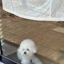 피네(P-ne)