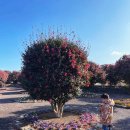 삼달리-16 | 제주동쪽 삼달리 동백 꽃밭에서 동백길 산책