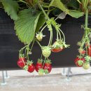 서재원 농장 이미지