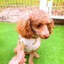 익산애견테마파크 이미지