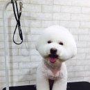 아이펫샵 이미지