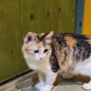 개좋다냥 | 수원역 고양이 카페 - 고양이네 생선가게