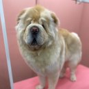 마이핫독 이미지