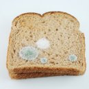 식빵 Daum카페