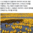 러버덕 기원과 유래 이미지