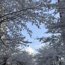 당현천 차없는거리 이미지