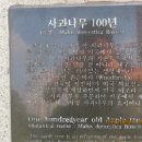 대구나무병원