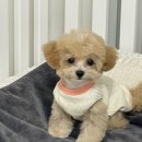 댕바이미 이미지