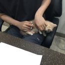 라비동물병원 이미지