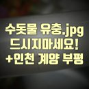 수돗물 마시지 마세요! 수돗물유충.jpg (+인천서구 계양구 부평구)