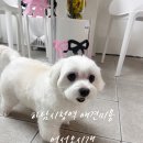 어서오시개