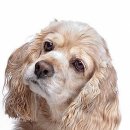 24시 청주이음동물의료센터 이미지