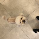 신촌애견미용실 이미지
