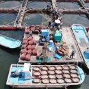 광어랑우럭이랑 이미지