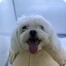 유선 | 12살 강아지 공주의 유선종양 수술 후기